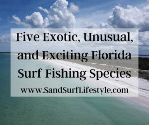 Five Exotic, Unusual, and Exciting Florida Surf Fishing Species